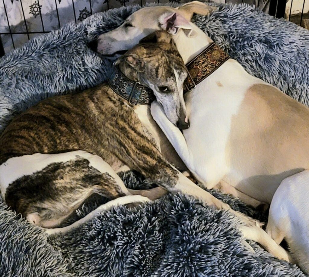 best whippet breeder in the pacific north west