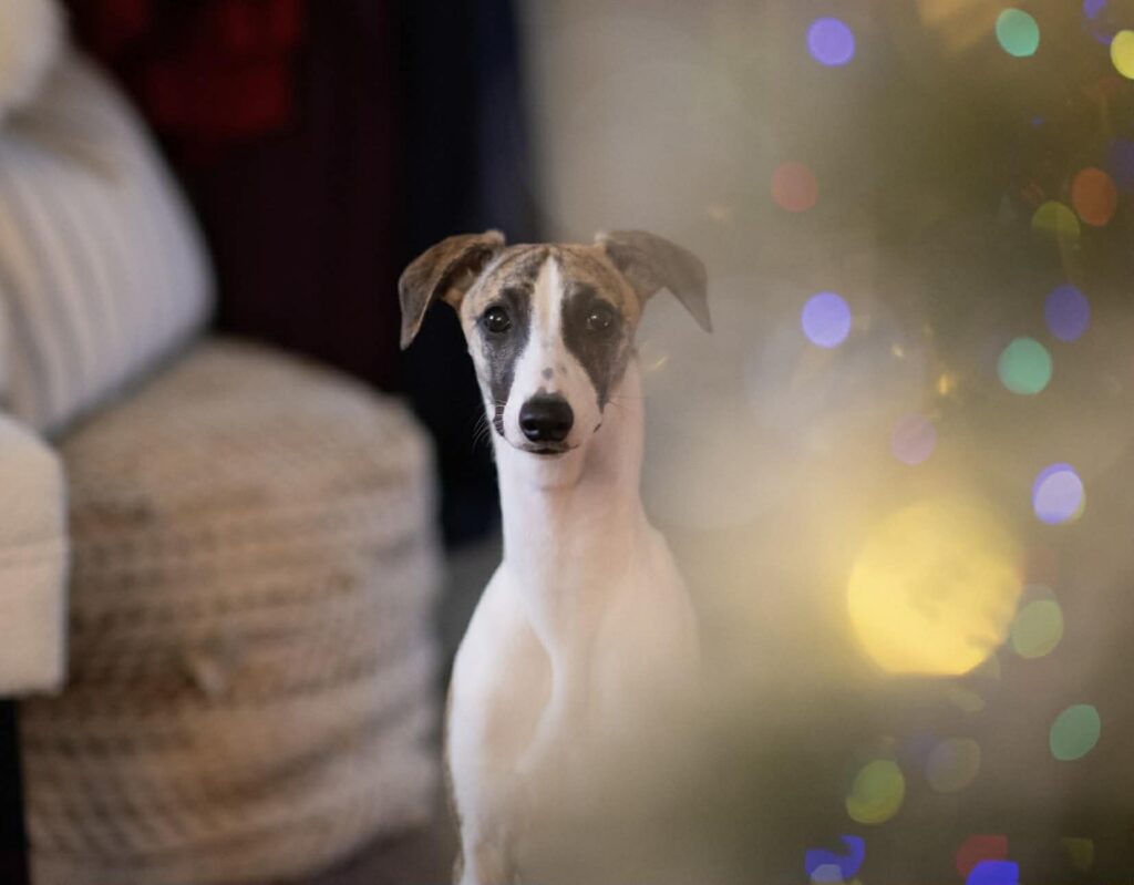 whippets for sale in the PNW