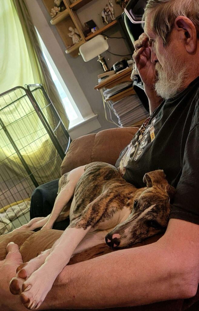 whippets for sale in the PNW