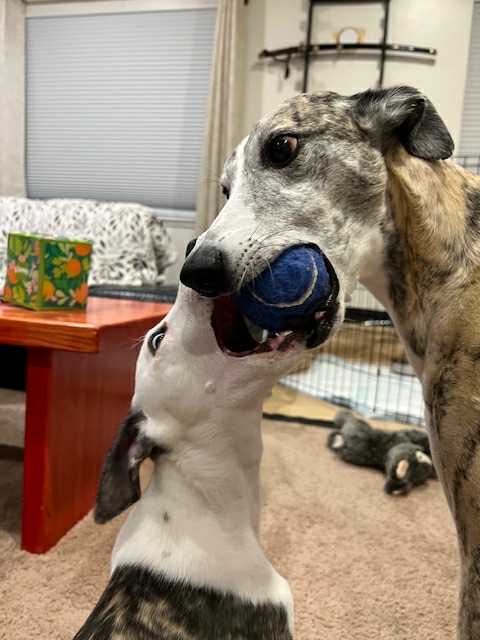 best whippet breeder in the pacific north west