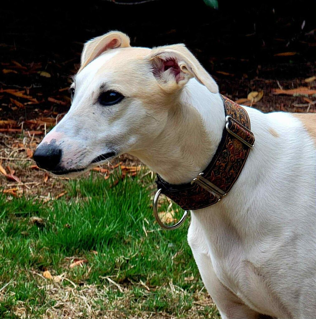 best whippet breeder in the pacific north west