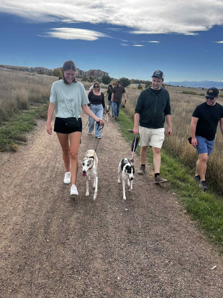 whippets for sale in the PNW