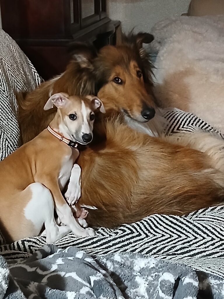 whippets for sale in the PNW