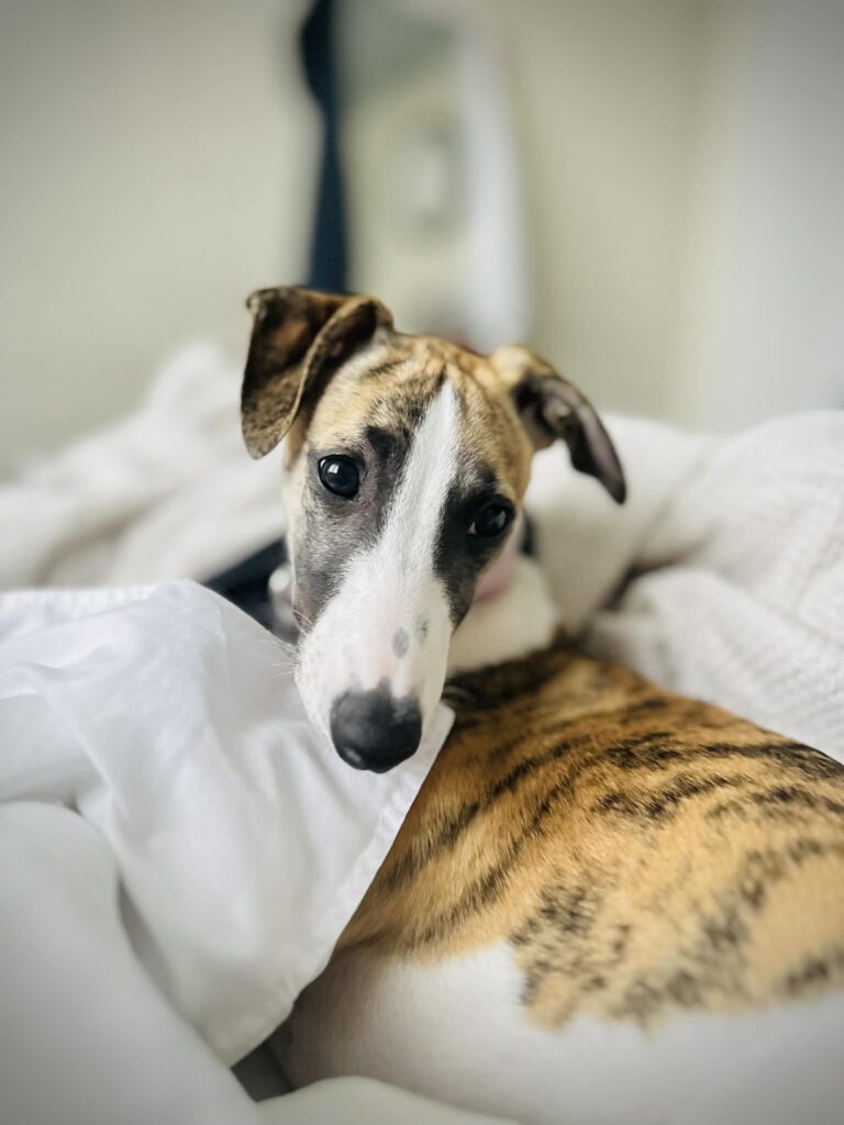 best whippet breeder in the pacific north west