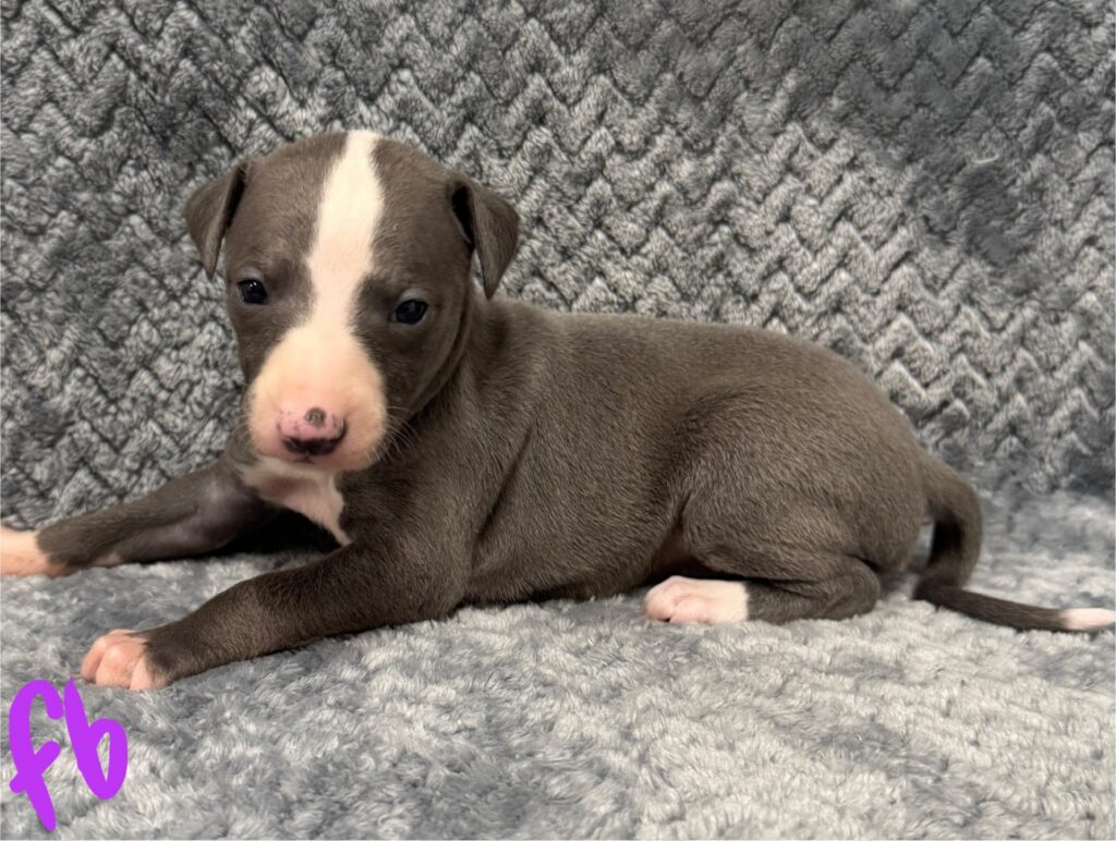 blue whippet puppies for sale