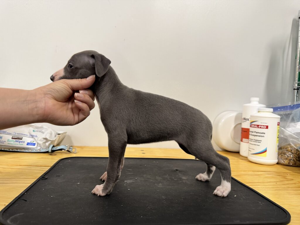 champion bloodline blue whippets