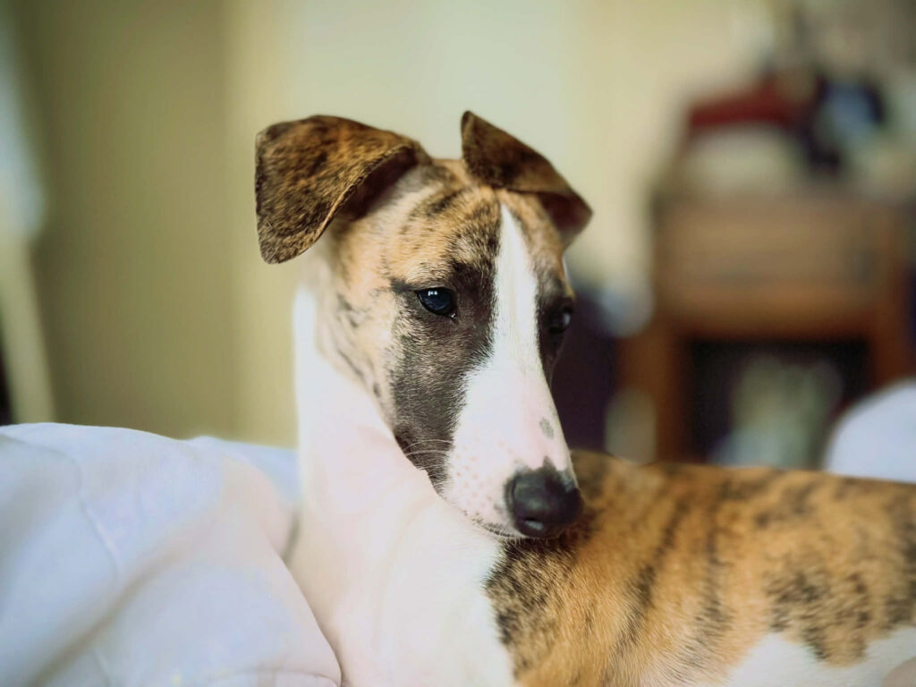 whippets for sale in the PNW