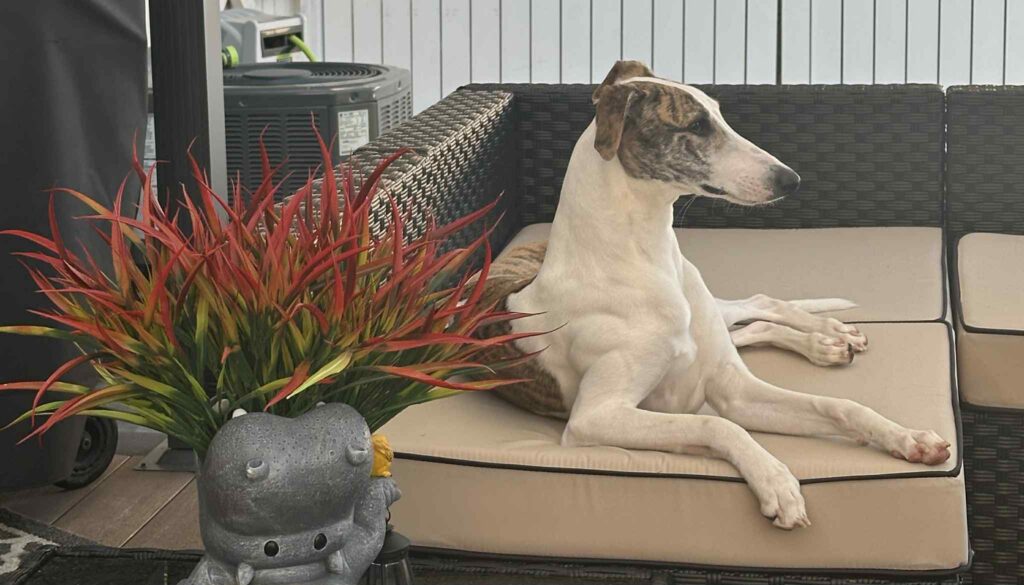 best whippet breeder in the pacific north west