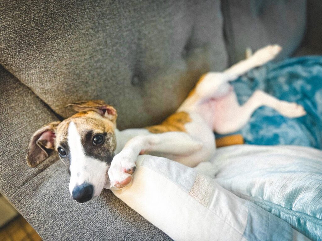 best whippet breeder in the pacific north west