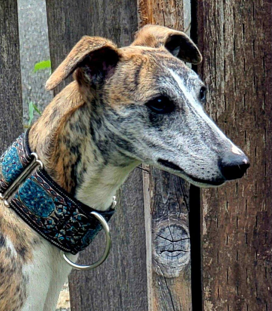 best whippet breeder in the pacific north west