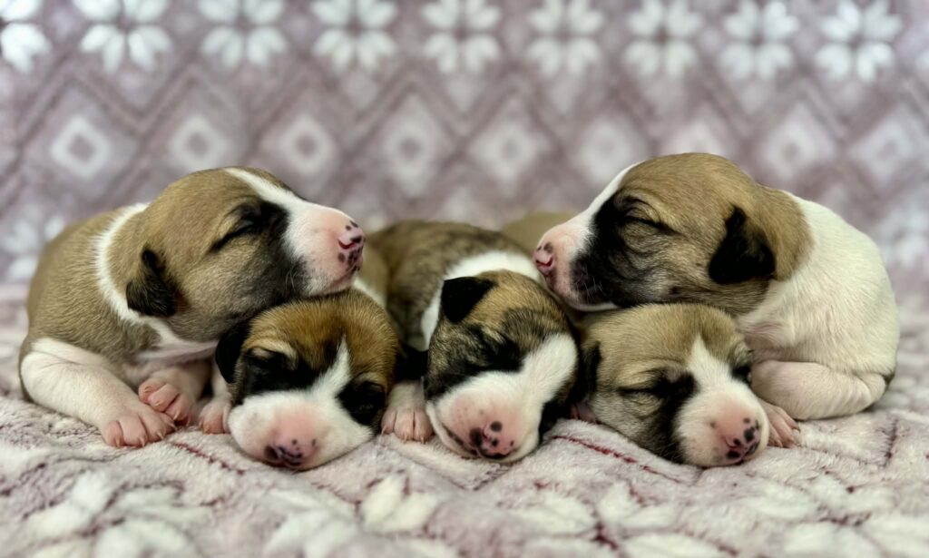 best whippet breeder in washington