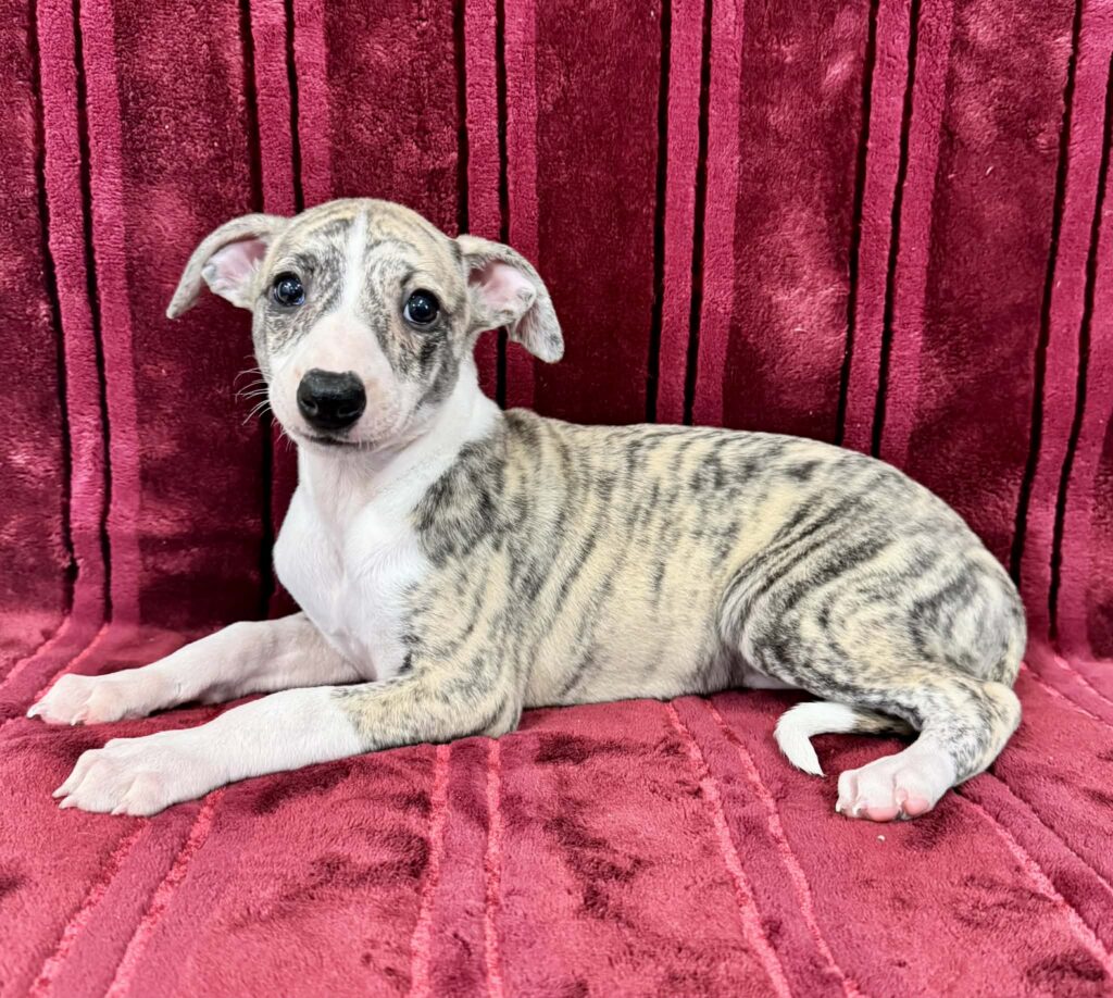 akc whippet puppies for sale
