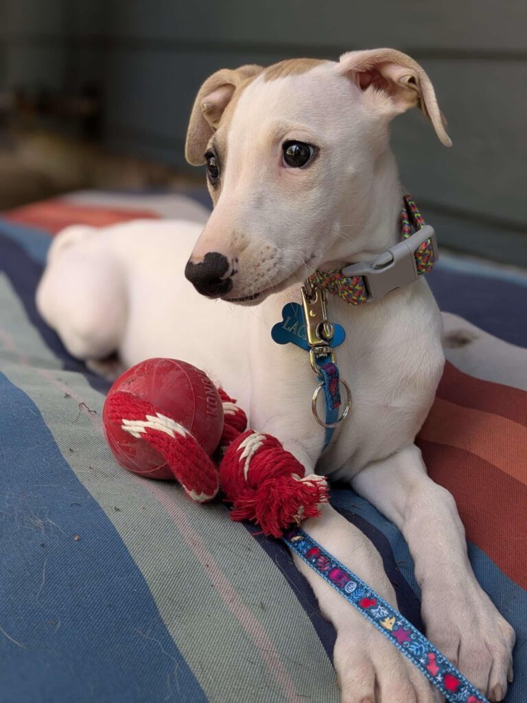 akc whippet puppies for sale