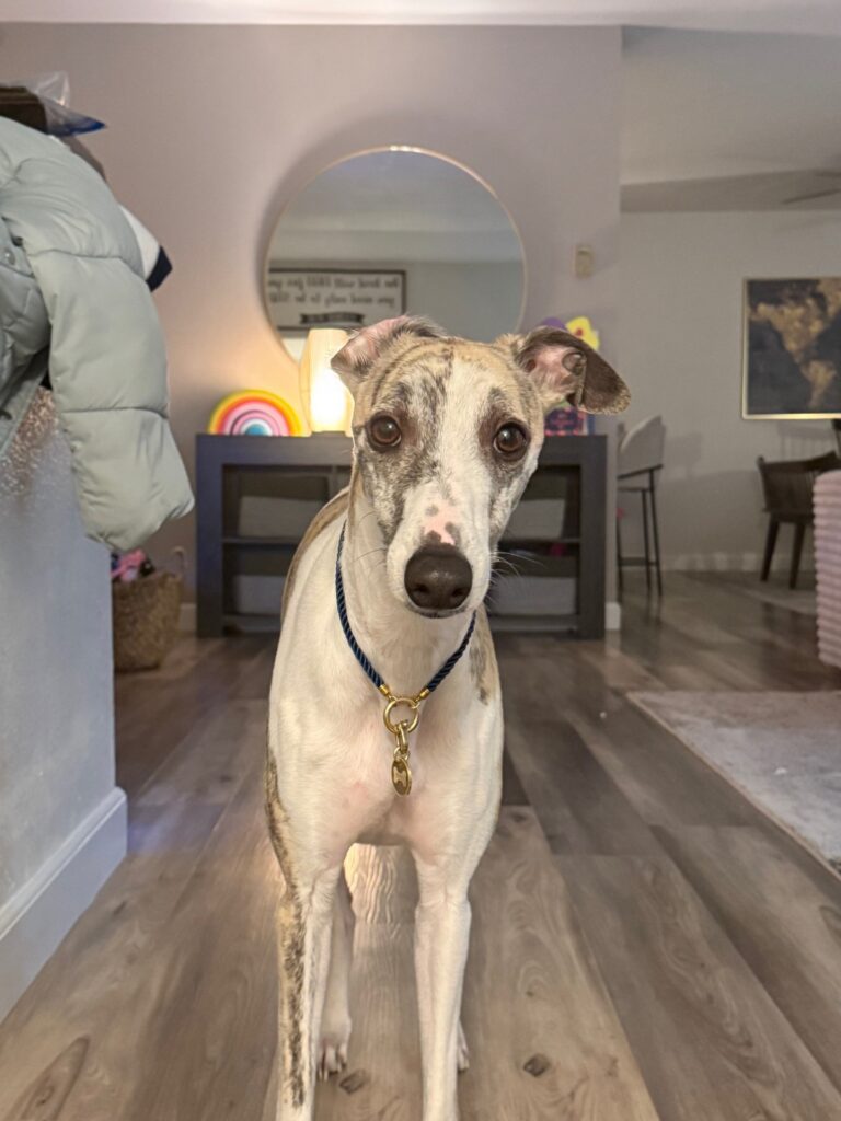 akc whippet puppies for sale