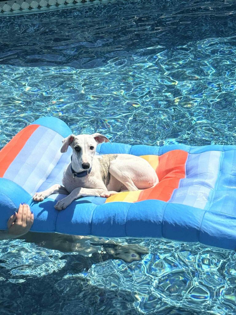 akc whippet puppies for sale