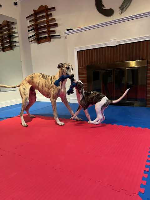akc whippet puppies for sale