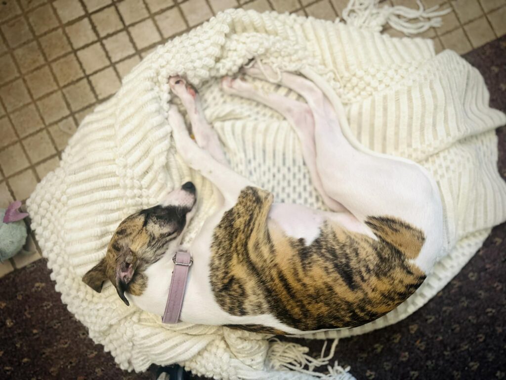 akc whippet puppies for sale