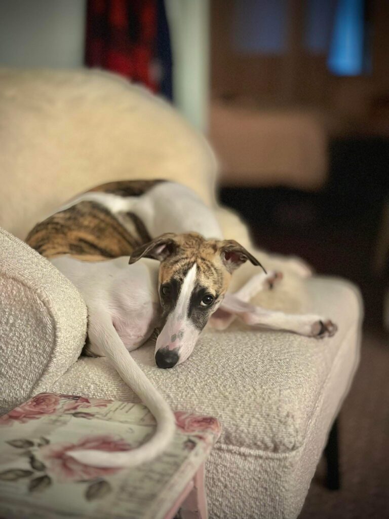 akc whippet puppies for sale