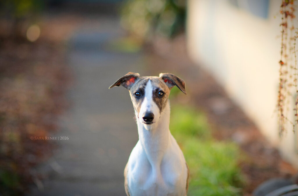 akc whippet puppies for sale