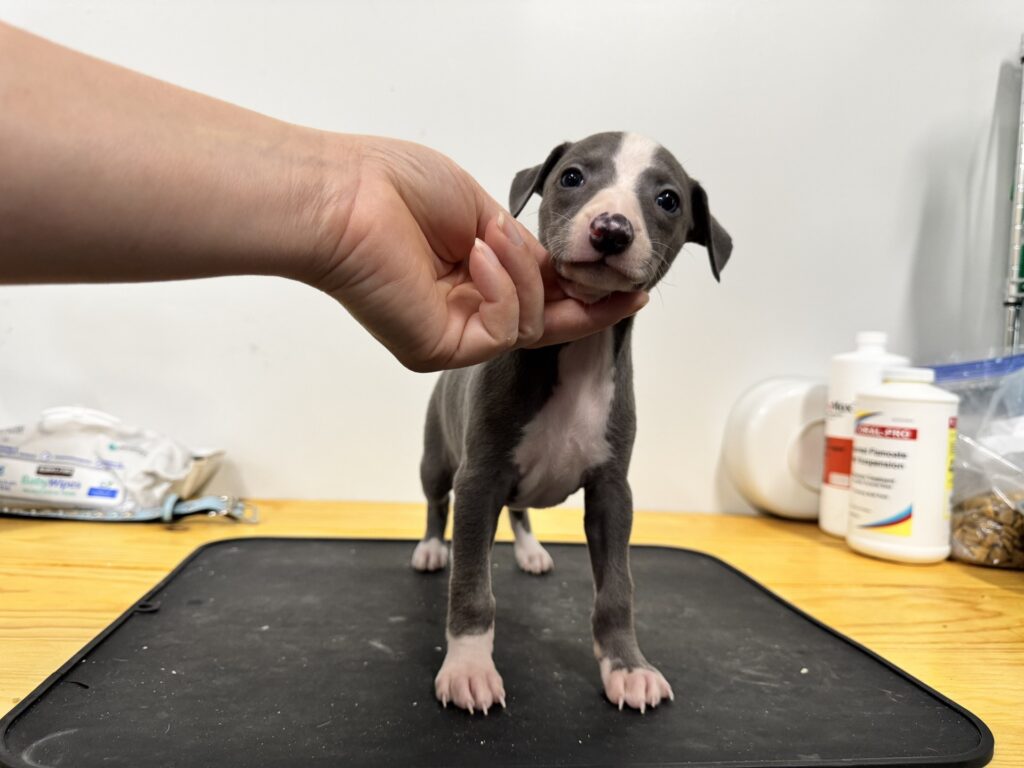 blue whippet puppies for sale