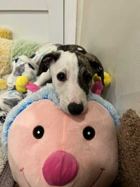 akc whippet puppies for sale