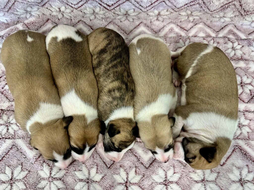 best whippet breeder in washington