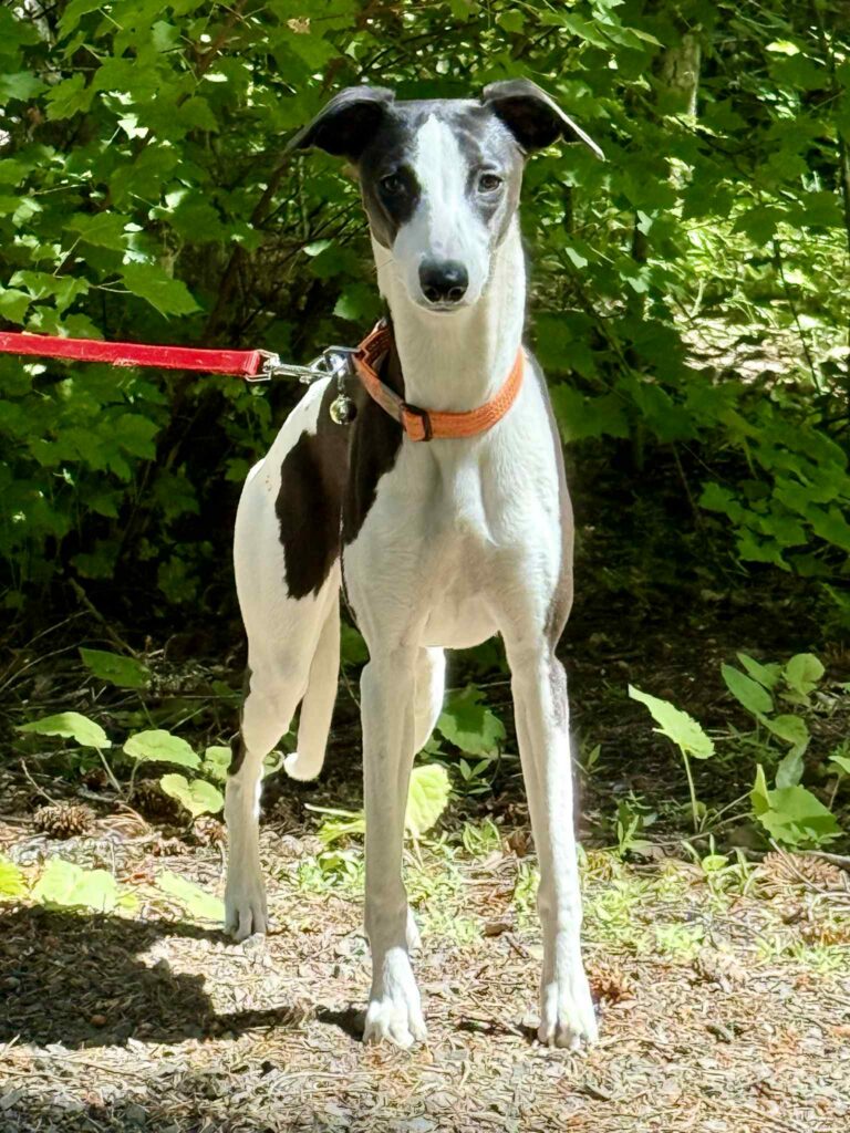 akc whippet puppies for sale