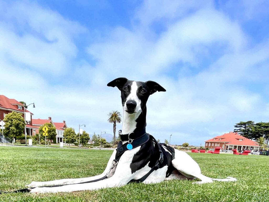 akc whippet puppies for sale