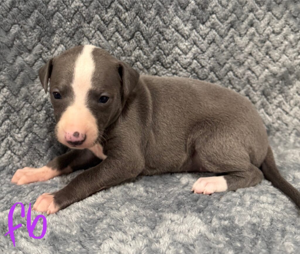 blue whippet puppies for sale