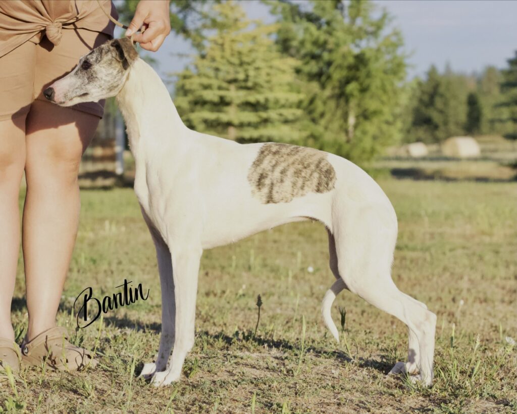 whippet puppies for sale in washington