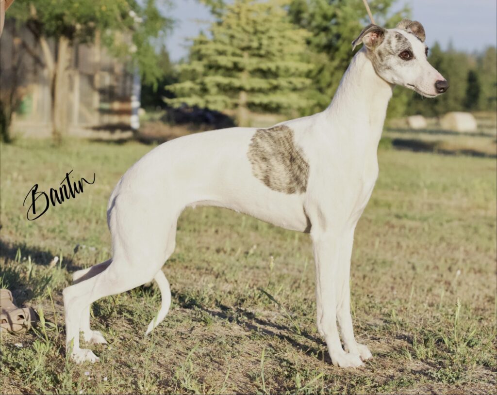 whippet puppies for sale in washington