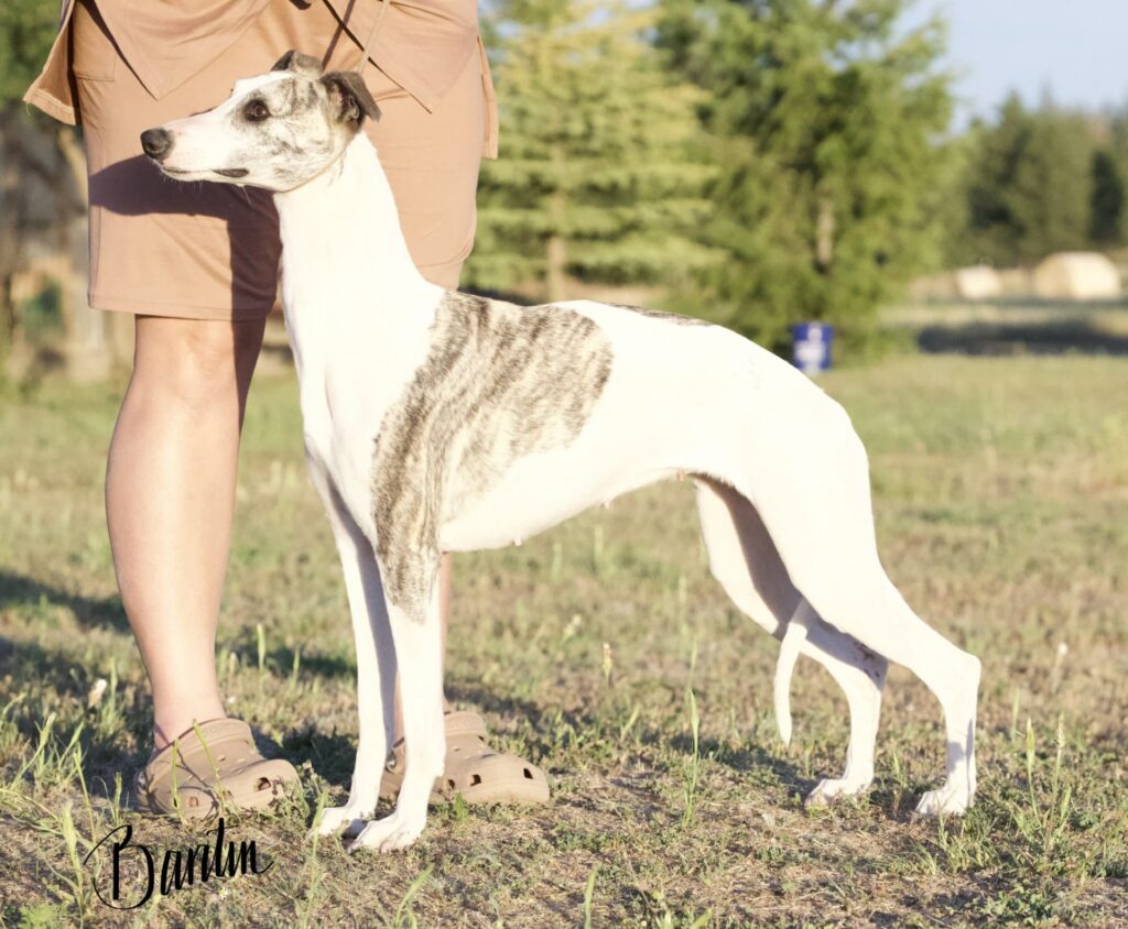 whippet puppies for sale in washington