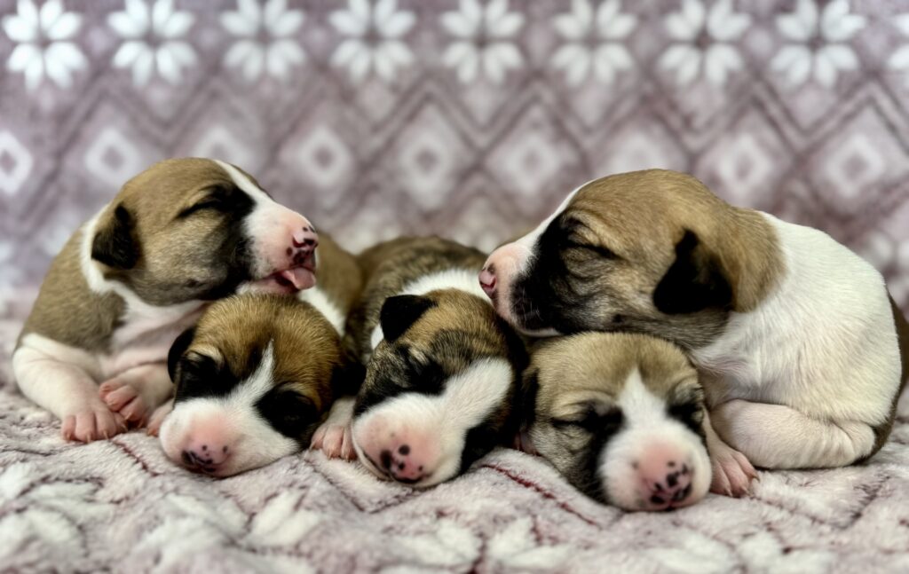 top quality whippet breeder in the usa