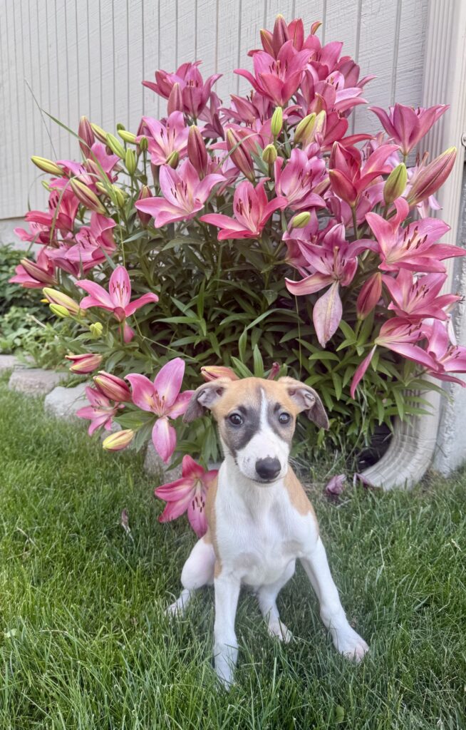 top quality whippet breeder in the usa