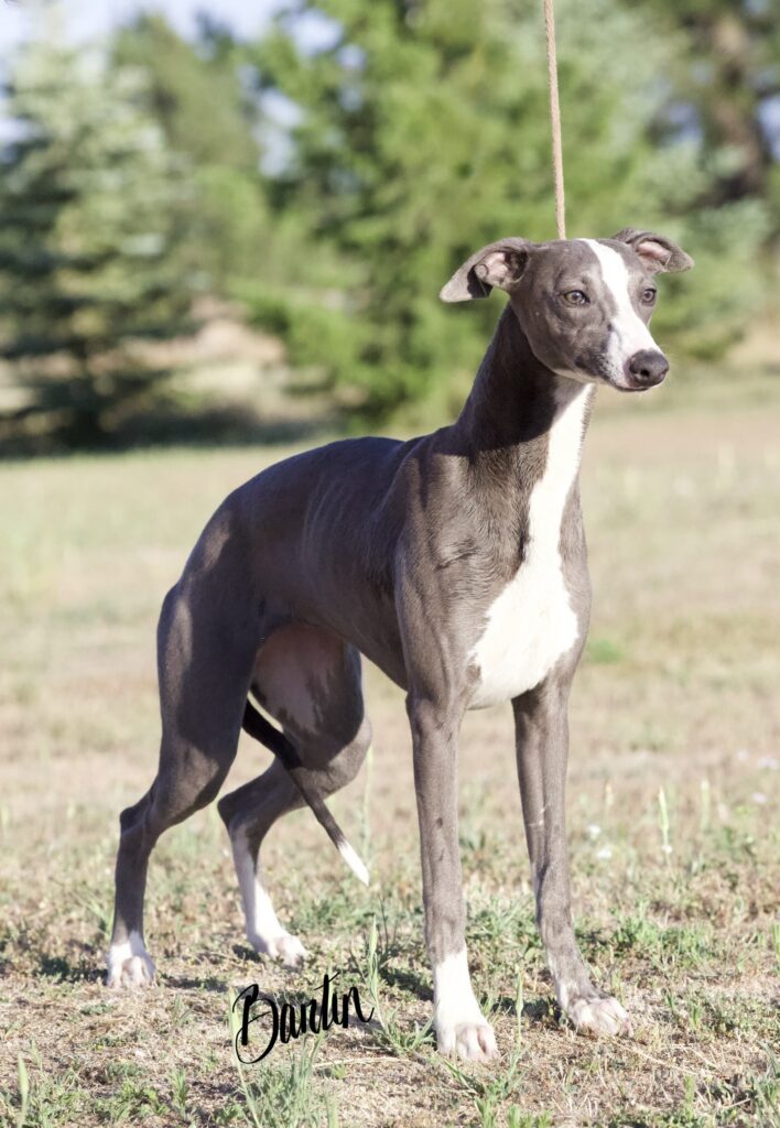 blue akc whippets for sale