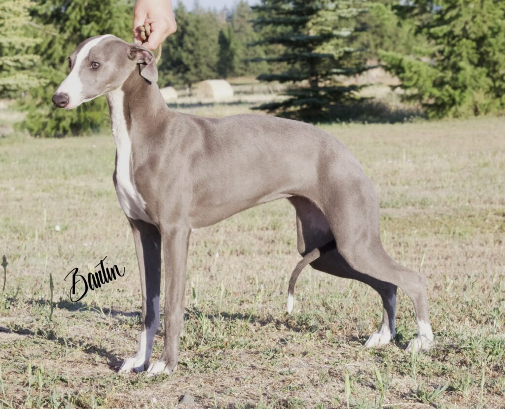 blue akc whippets for sale
