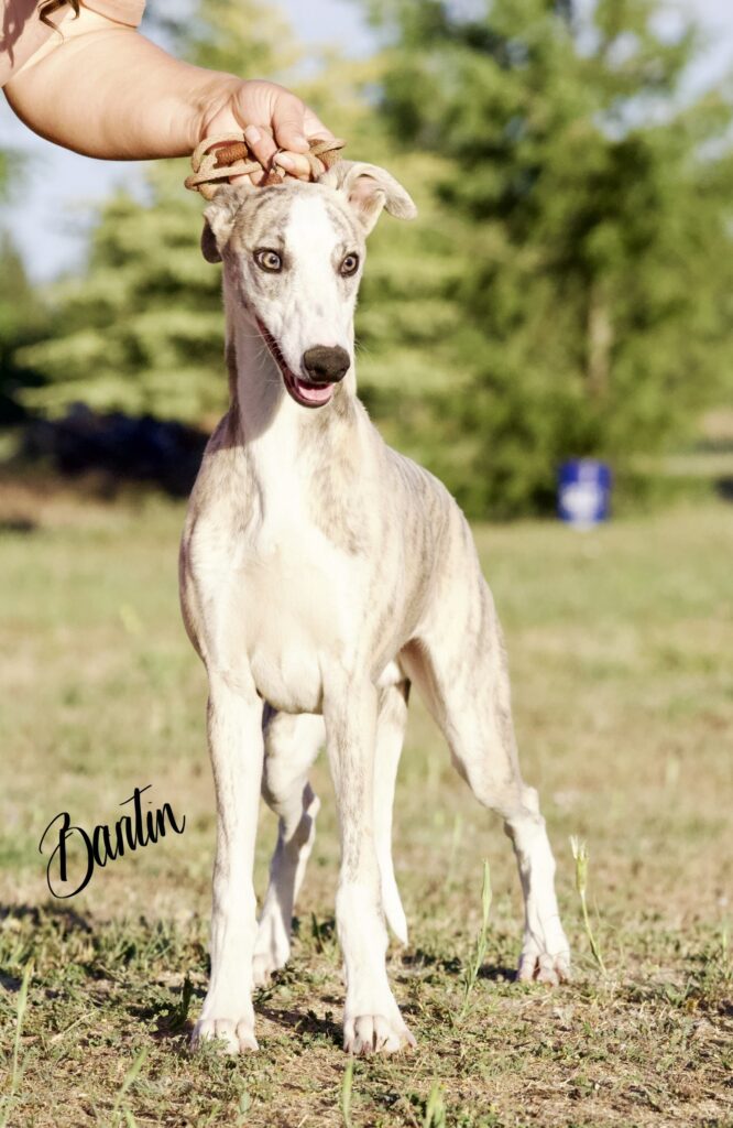 blue brindle whippet puppies for sale