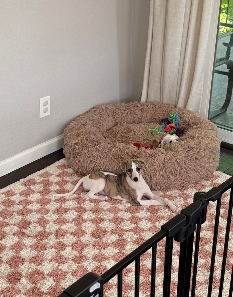 whippet puppies for sale in the PNW