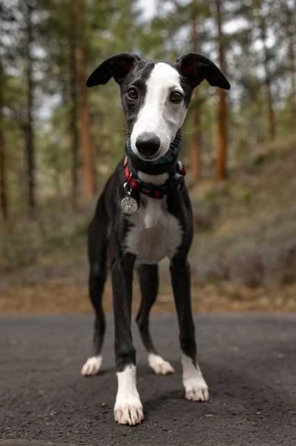 whippet puppies for sale in the PNW