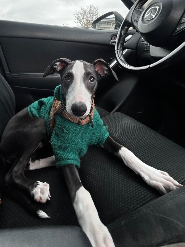 whippet puppies for sale in the PNW