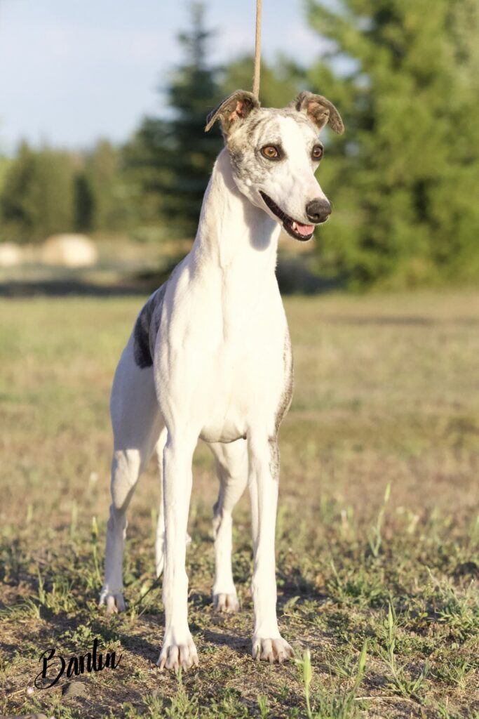 whippet puppies for sale in washington