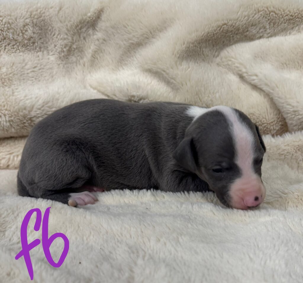 blue whippet puppies for sale