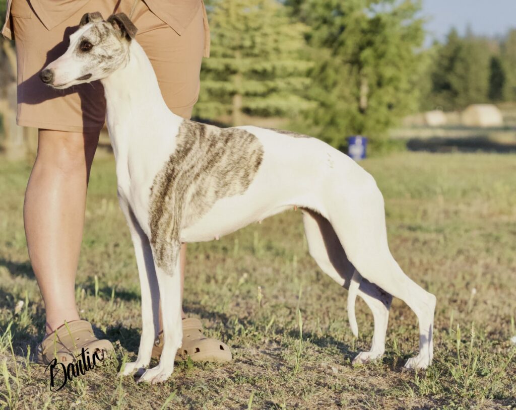 whippet puppies for sale in washington