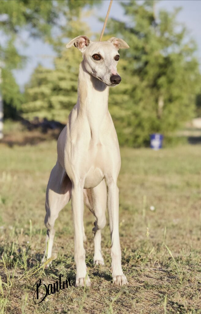 whippet puppies for sale in the PNW