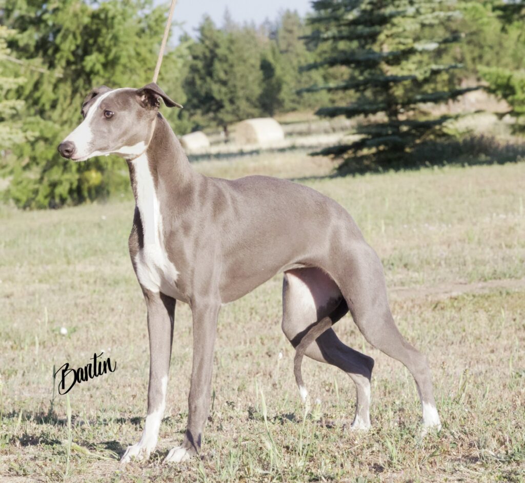 blue akc whippets for sale