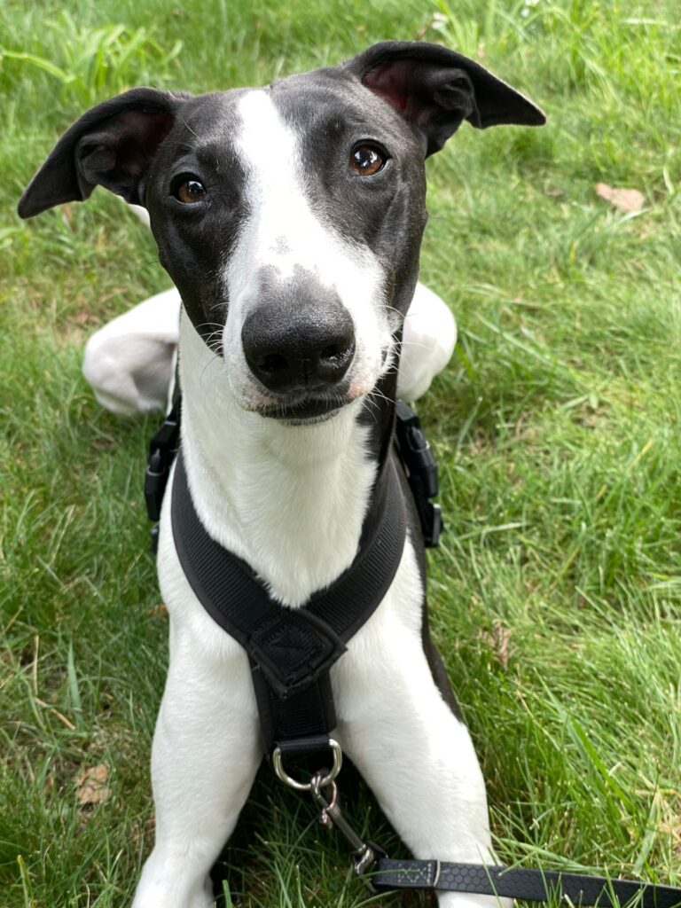 whippet puppies for sale in the PNW