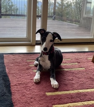 whippet puppies for sale in the PNW