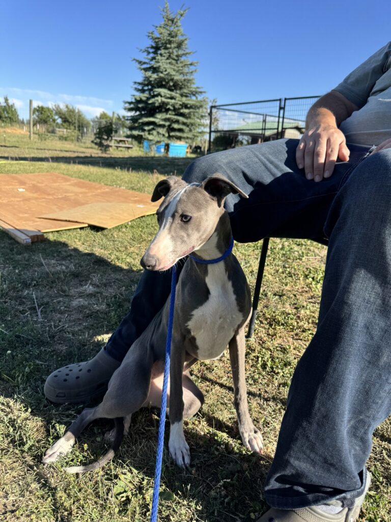 akc blue whippets for sale