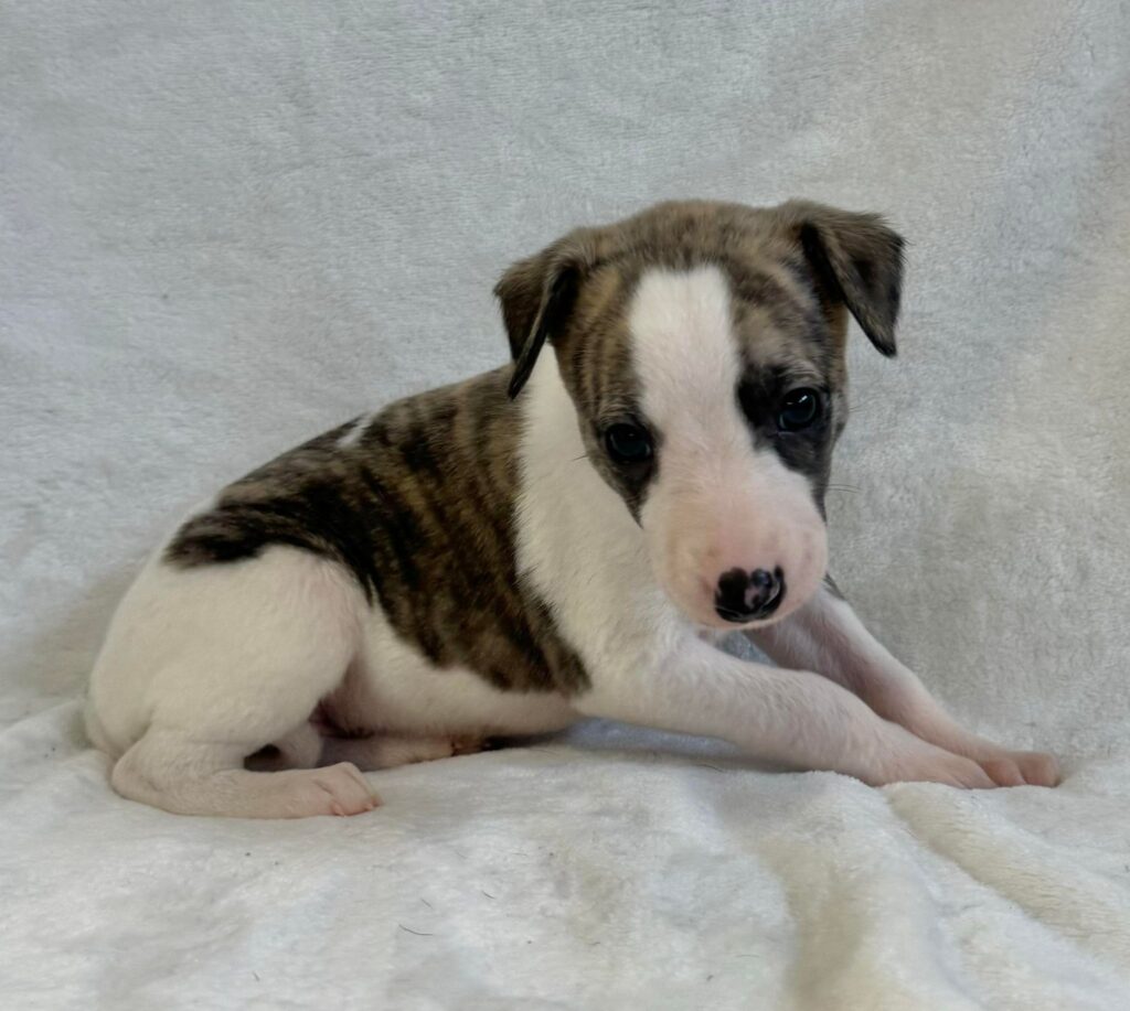 top quality whippet breeder in the usa