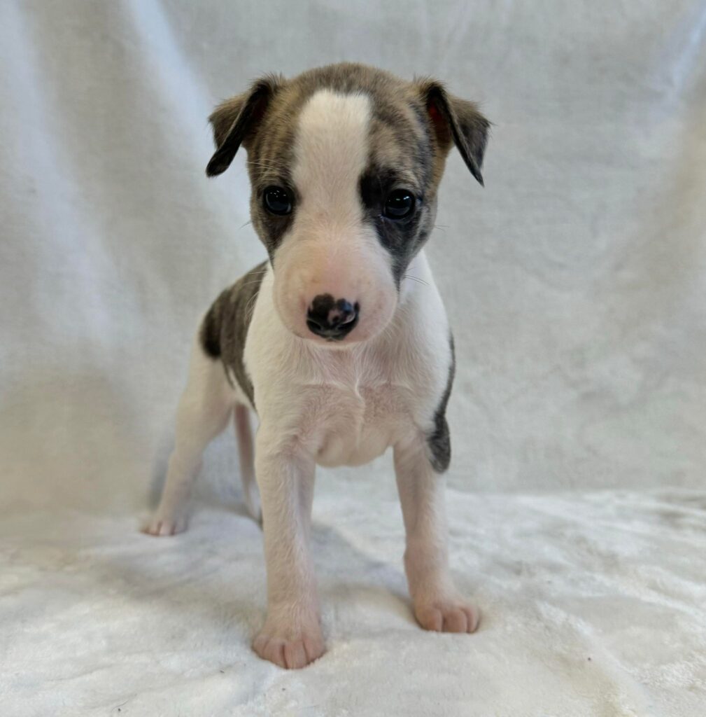 top quality whippet breeder in the usa